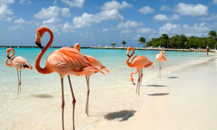 ARUBA